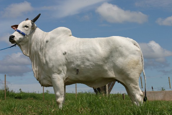 Lama JS DA Andresa